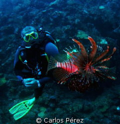 Pelea de Peces Leon @ Fallen Rock Guanica PR by Carlos Pérez 
